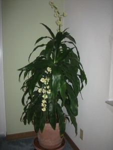 dracaena_deremensis_janet_craig_flowering